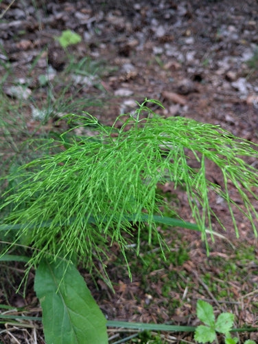 Equiseto della foresta — foto 4 di 9
