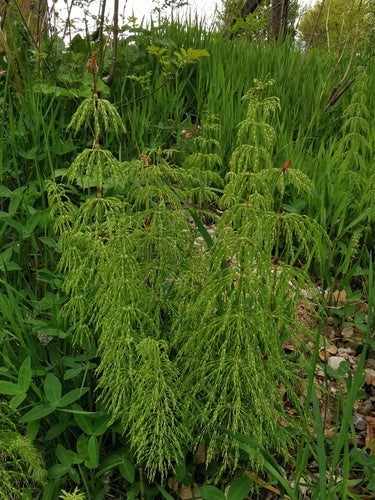 Equiseto della foresta — foto 3 di 9