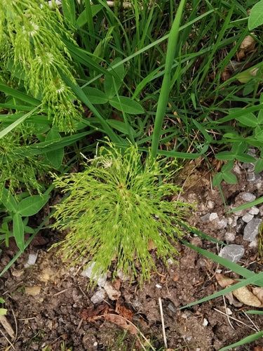 Equiseto della foresta — foto 2 di 9