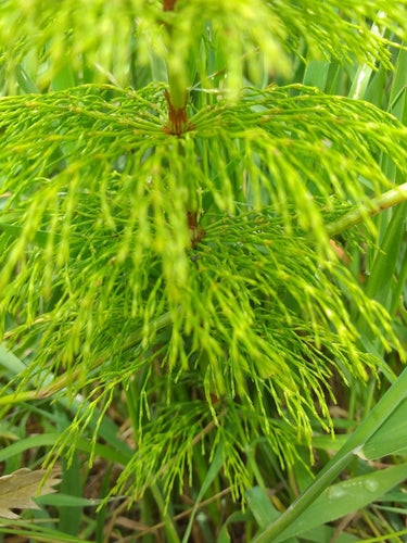 Equiseto della foresta — foto 5 di 9