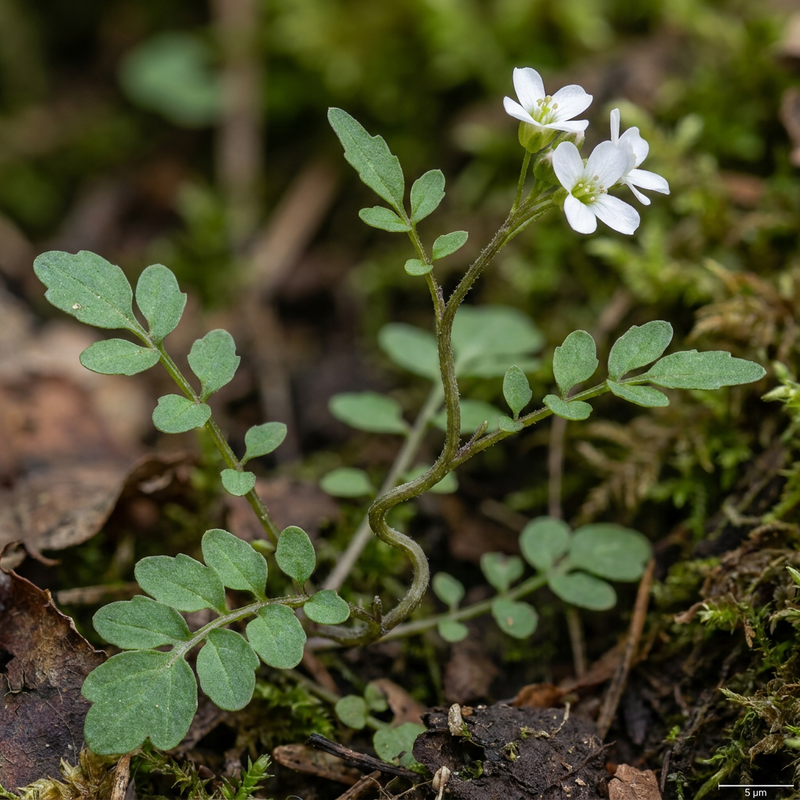 Erbaschiuma della foresta