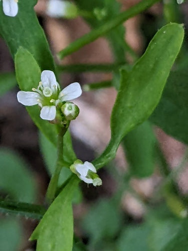 Erbaschiuma della foresta — foto 4 di 10
