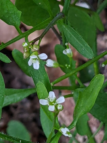 Erbaschiuma della foresta — foto 3 di 10