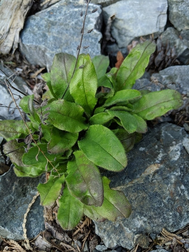 Nontiscordardimé della foresta — Bild 3