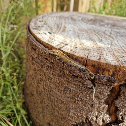 Lucertola della foresta — Bild 3