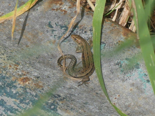 Lucertola della foresta — Bild 3