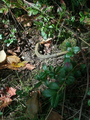 Lucertola della foresta — Bild 5