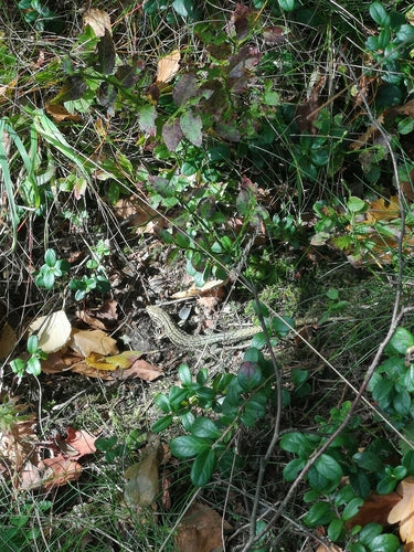 Lucertola della foresta — Bild 4