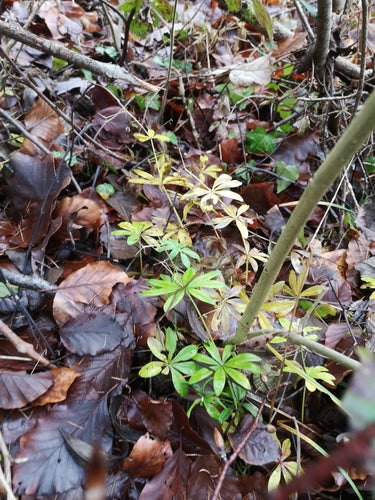 Waldmeister - Bild 5