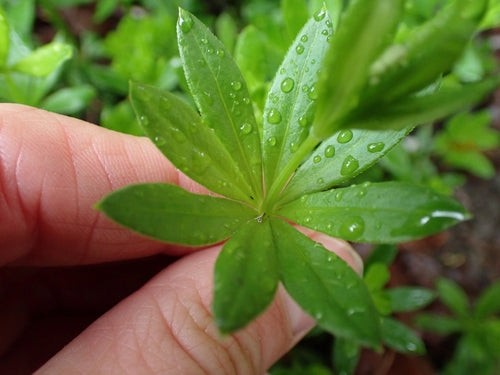 Waldmeister - Bild 8