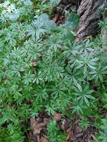 Waldmeister - Bild 3