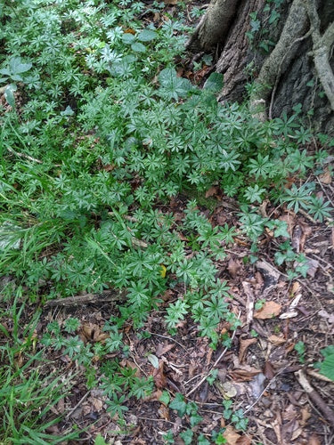 Waldmeister - Bild 4