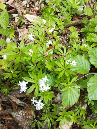 Asperula — Bild 5