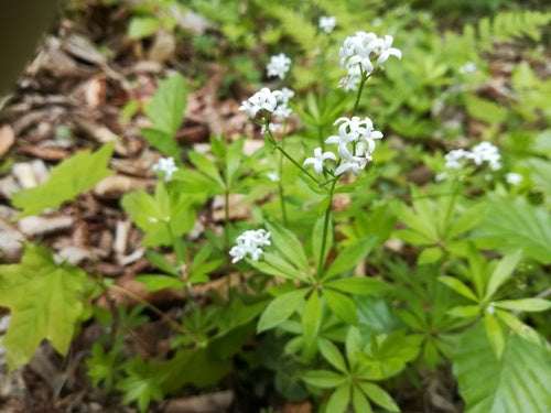 Asperula — Bild 4