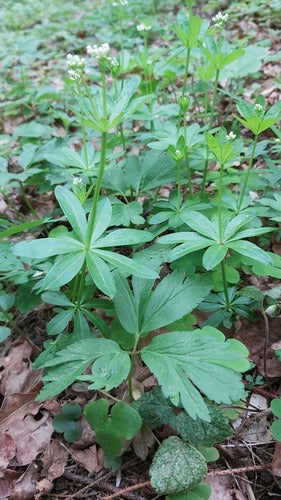 Asperula — Bild 3