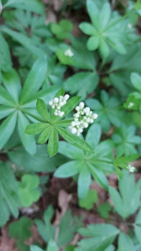 Asperula — Bild 2