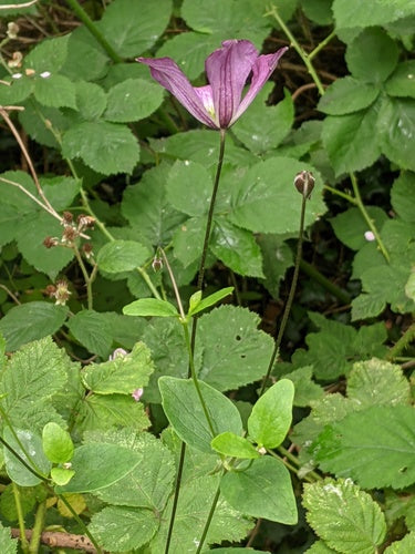 Clematide — foto 4 di 11