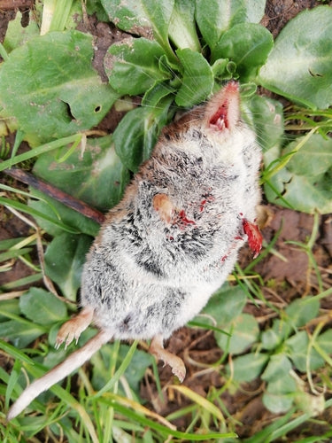 Woodshrew — Bild 4