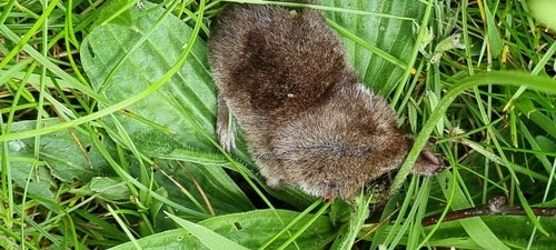 Woodshrew — Bild 2
