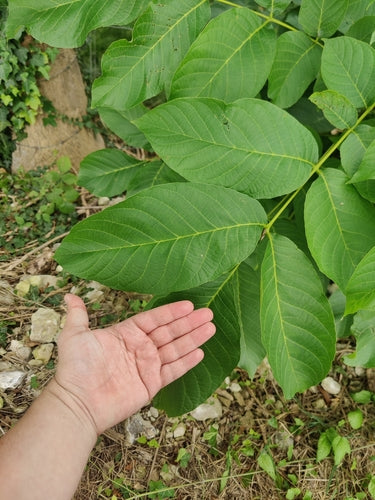 Albero di noce — Bild 5