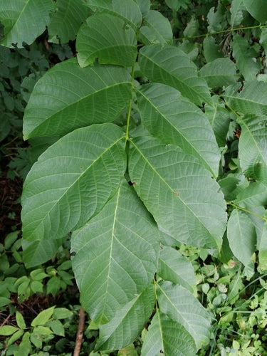 Albero di noce — Bild 3