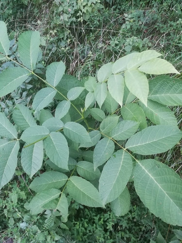 Albero di noce — Bild 2