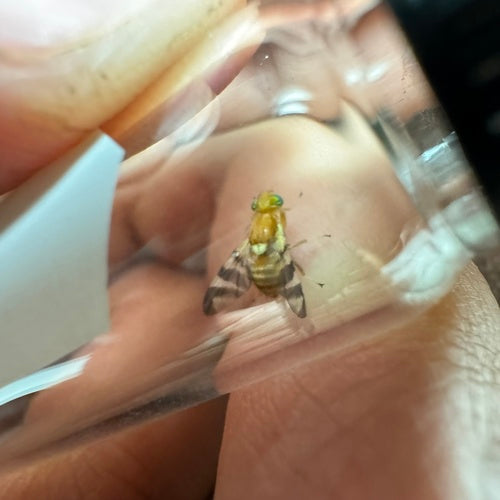 Mosca della frutta della noce — Bild 5