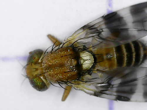 Mosca della frutta della noce — Bild 1