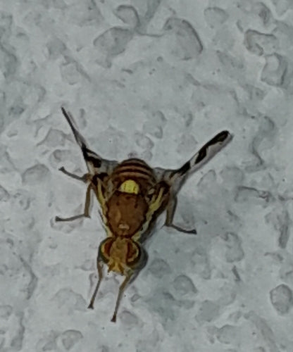 Mosca della frutta della noce — Bild 3