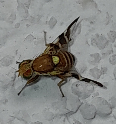 Mosca della frutta della noce — Bild 2
