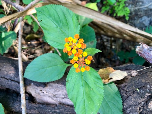 Lantana — Bild 5