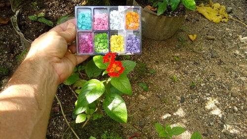 Lantana — Bild 2