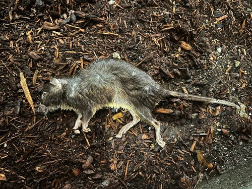 ratto marrone — Bild 3
