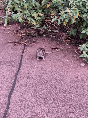 ratto marrone — Bild 2