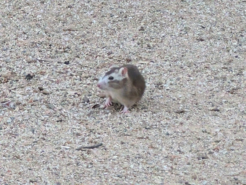 ratto marrone — Bild 5