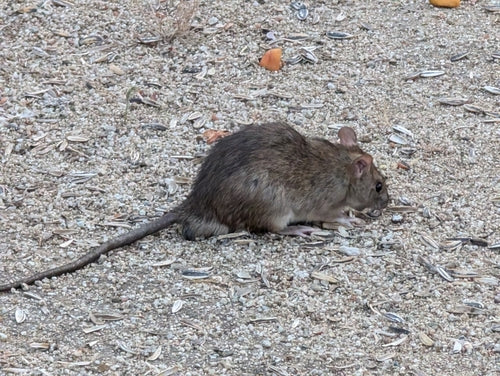 ratto marrone — Bild 4