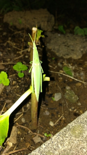 Cimici — Bild 3