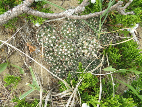 Cactus verrucoso — foto 2 di 9