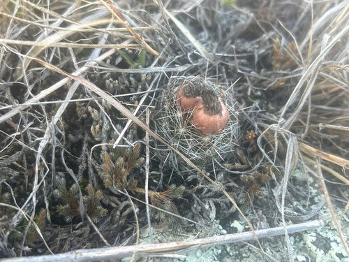 Cactus verrucoso — foto 3 di 9