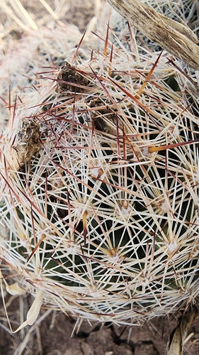 Cactus verrucoso — foto 5 di 9