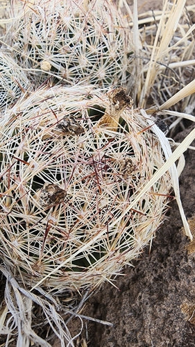 Cactus verrucoso — foto 4 di 9