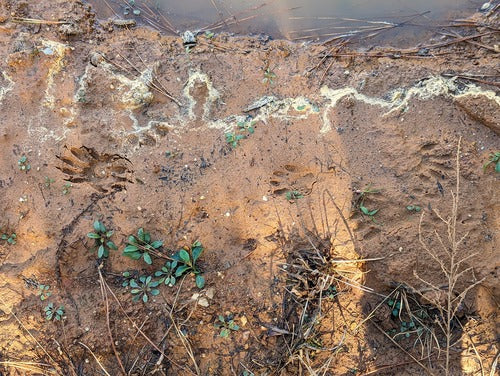 procione — Bild 2