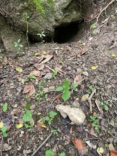 procione — foto 4 di 53