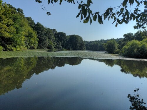 noce d'acqua — foto 1 di 8