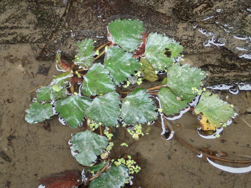noce d'acqua — Bild 1