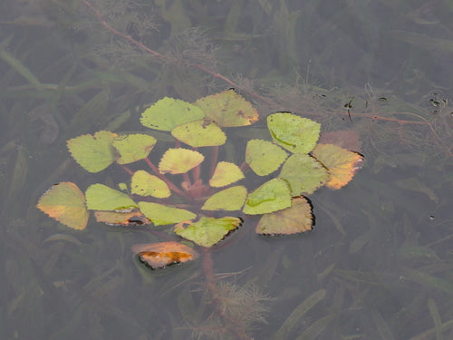 noce d'acqua — Bild 2