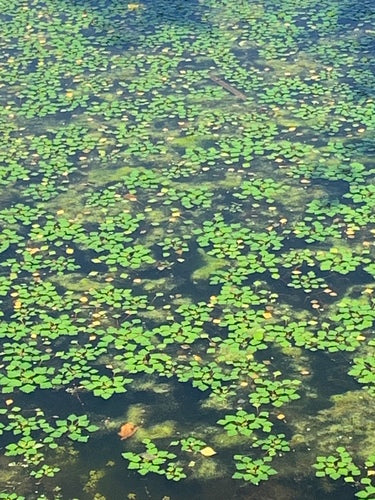 noce d'acqua — Bild 1