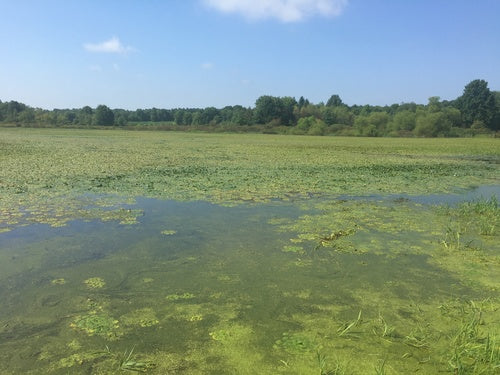 noce d'acqua — Bild 4