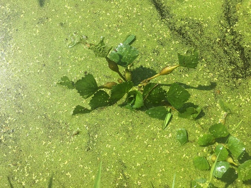 noce d'acqua — Bild 3
