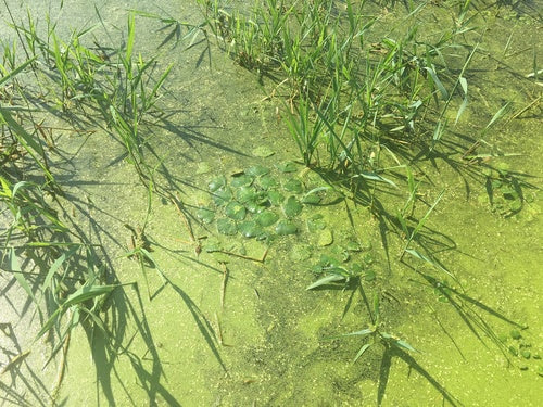 noce d'acqua — Bild 5